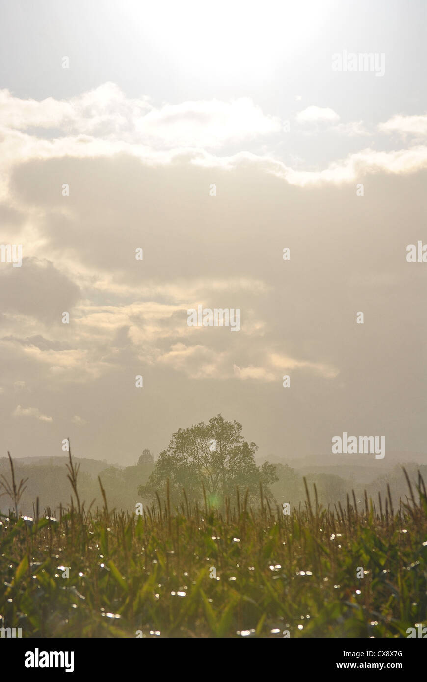 Soleil et pluie sur le champ de maïs Banque D'Images