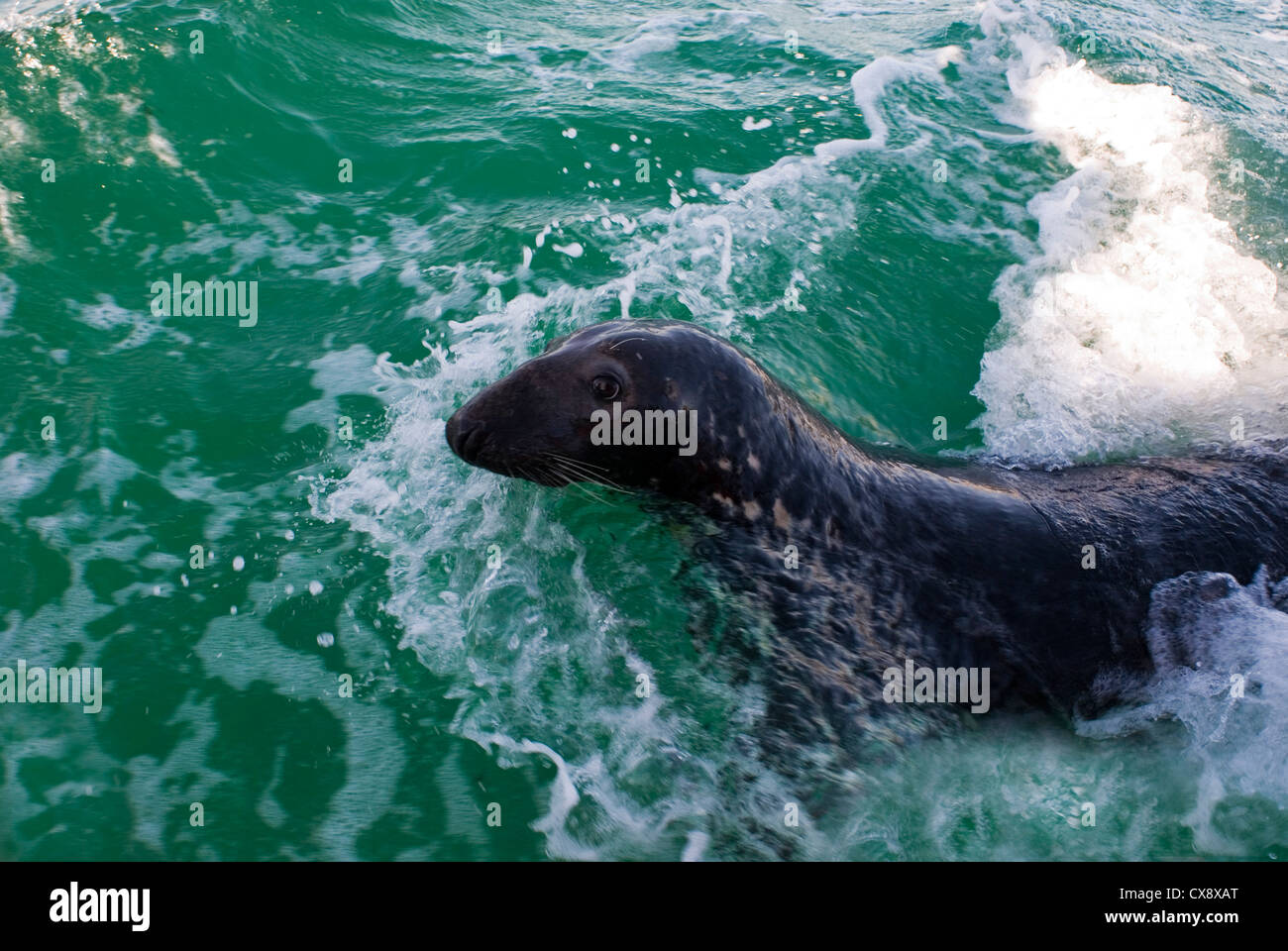 Phoque gris, Halichoerus grypus, nageant à la surface Banque D'Images