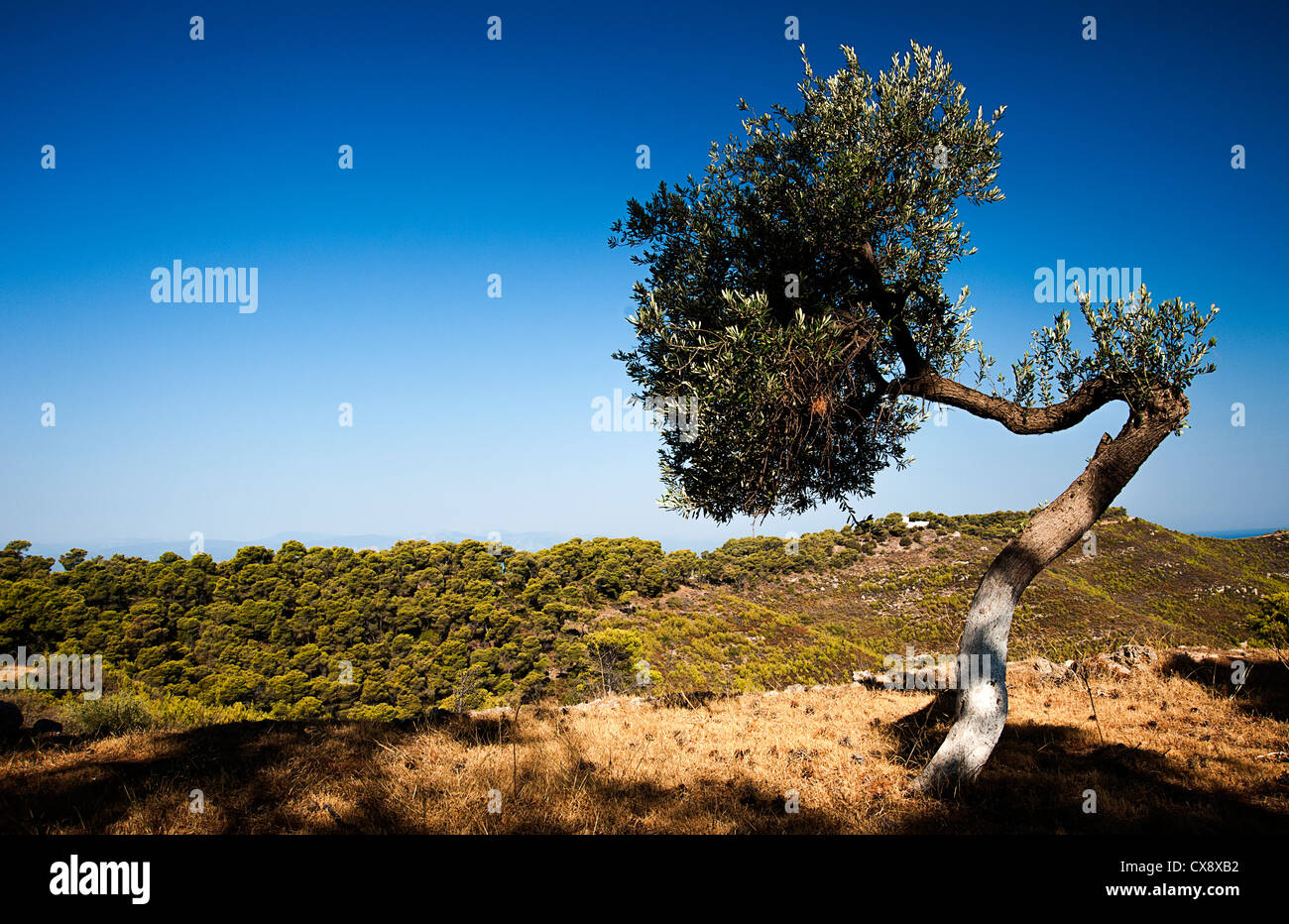 Arbre solitaire dans un paysage grec Banque D'Images