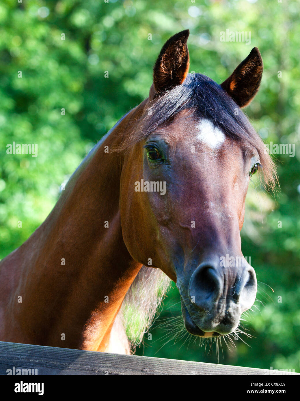 Polish Arabian Bay cheval mâle looking over fence portrait Banque D'Images