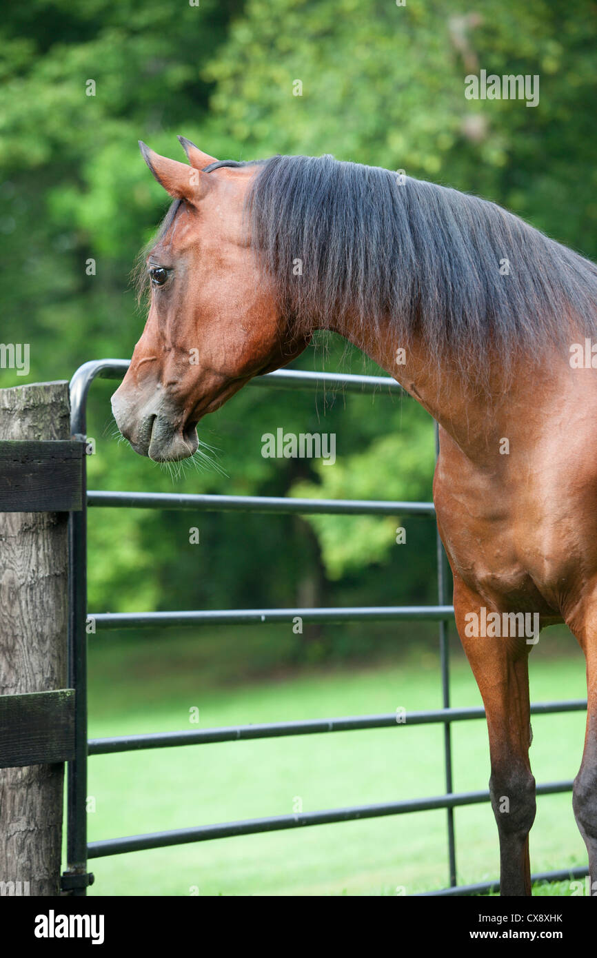 Arabian Bay cheval mâle à l'extérieur de la porte Banque D'Images