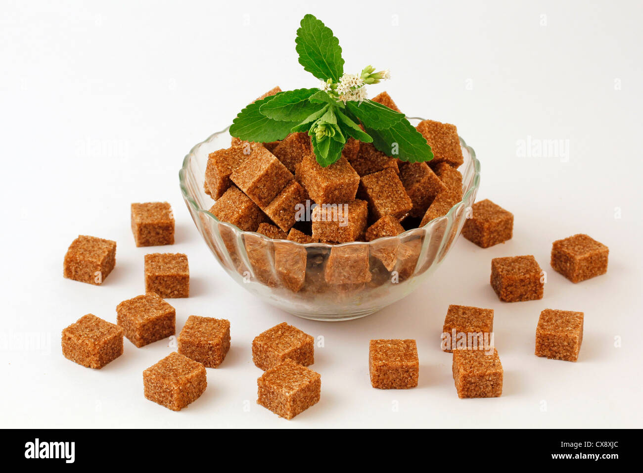 L'herbe douce. Le Stevia rebaudiana. Banque D'Images