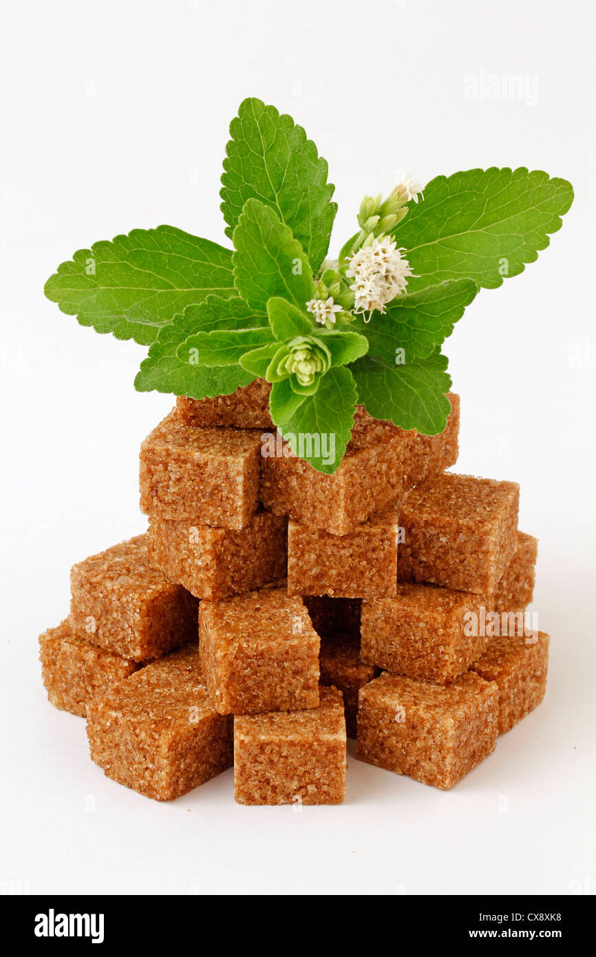 L'herbe douce. Le Stevia rebaudiana. Banque D'Images