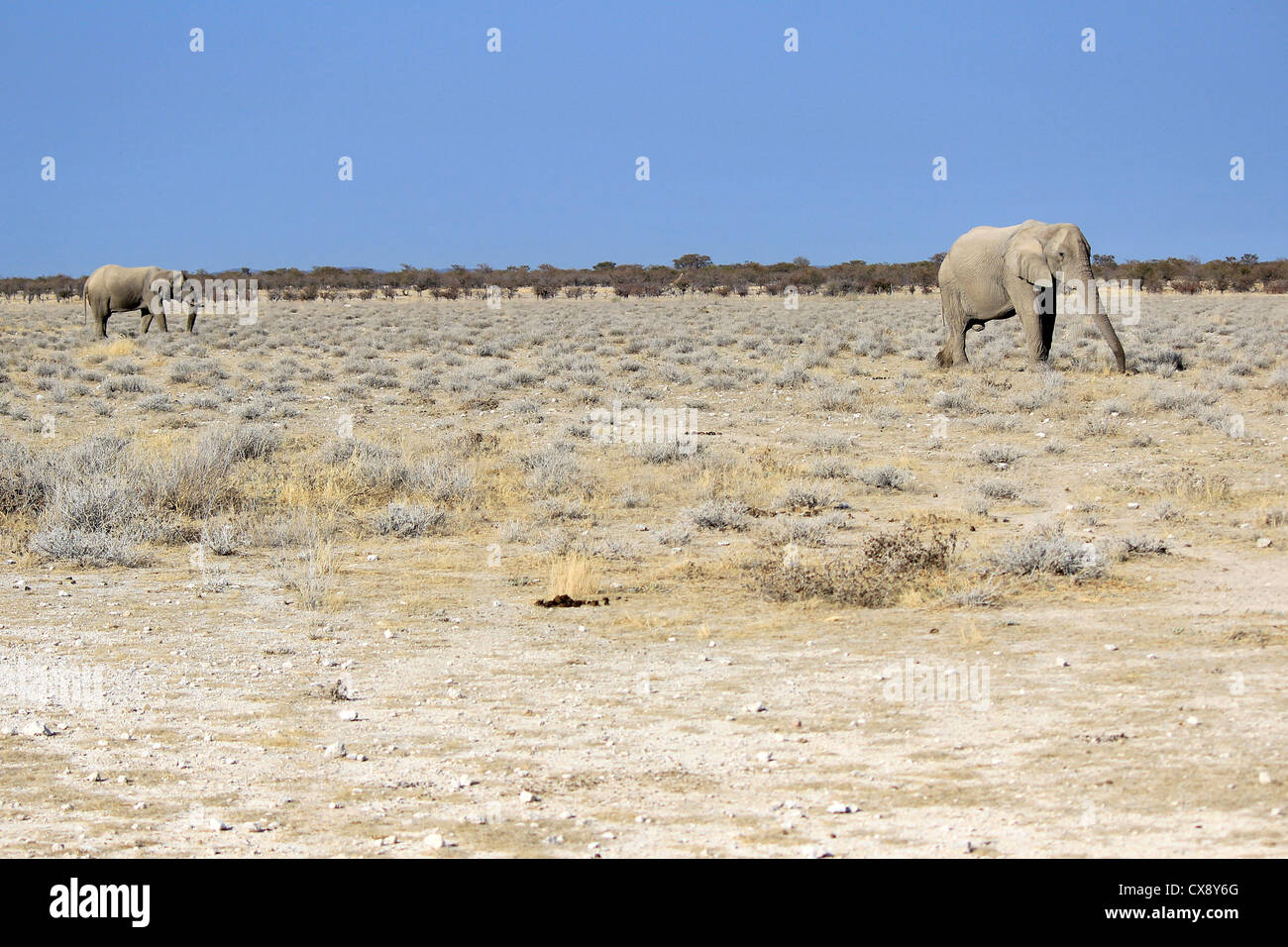 L'éléphant d'Afrique éléphant dans la réserve d'Etosha, Namibie Banque D'Images