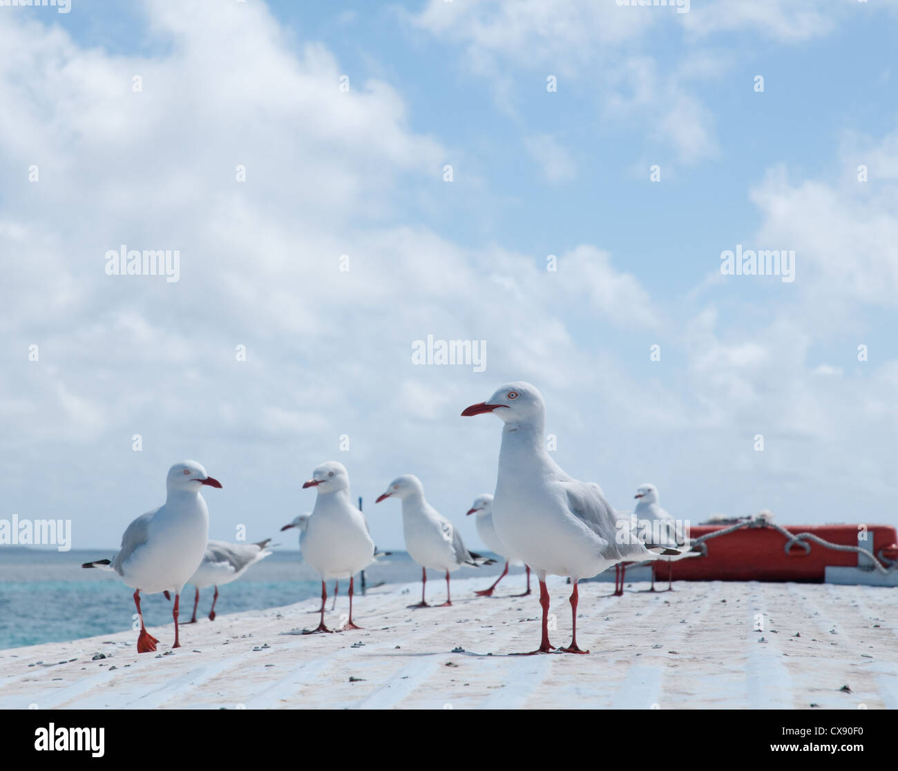 Mouettes sur un toit Banque D'Images