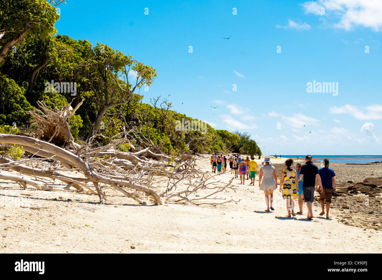 Lady Musgrave Island Banque D'Images