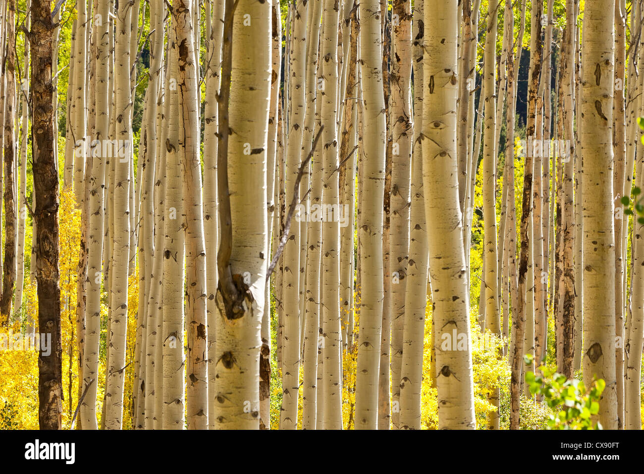 Une épaisse forêt de peupliers d'or à l'automne en Californie Banque D'Images