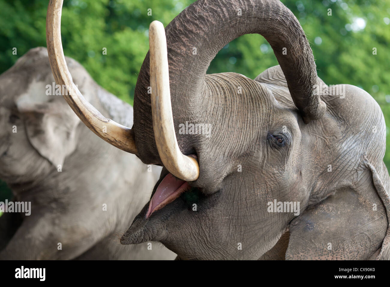 Gros plan de l'éléphant Banque D'Images