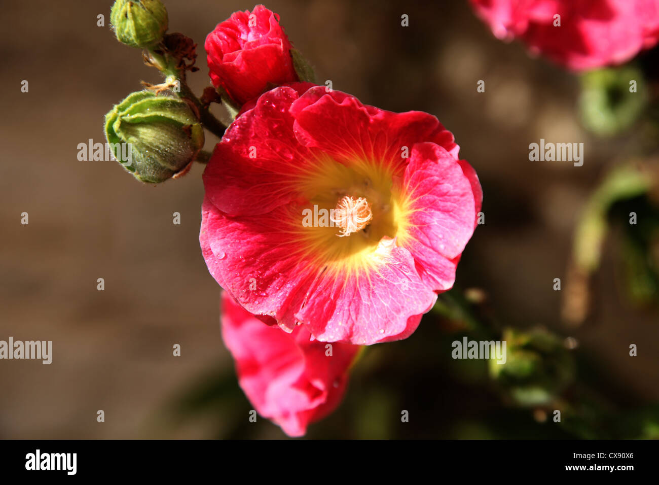 Rose trémière Banque D'Images