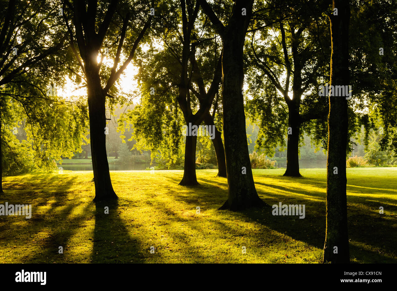 Soleil qui brille à travers les arbres dans le Parc Rembrandtpark, Amsterdam pendant le lever du soleil. Banque D'Images