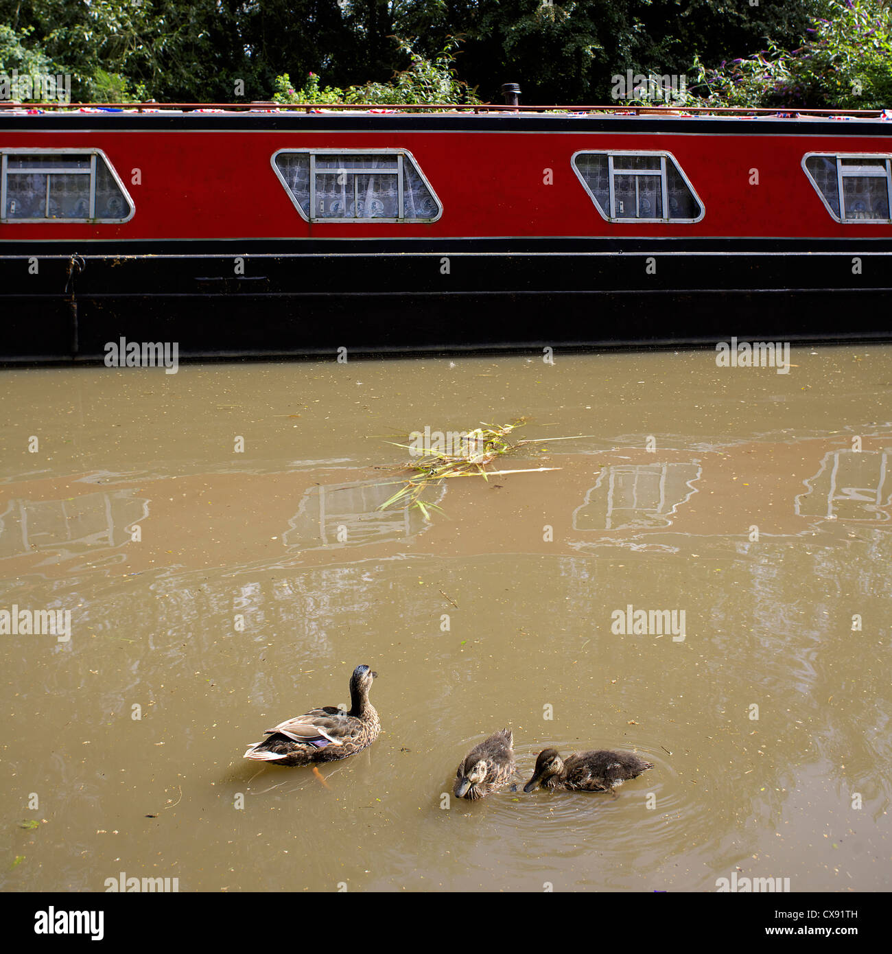 Canard colvert (Anas platyrhynchos) et les canetons sur le Canal de Coventry, grand classique en arrière-plan, Banque D'Images