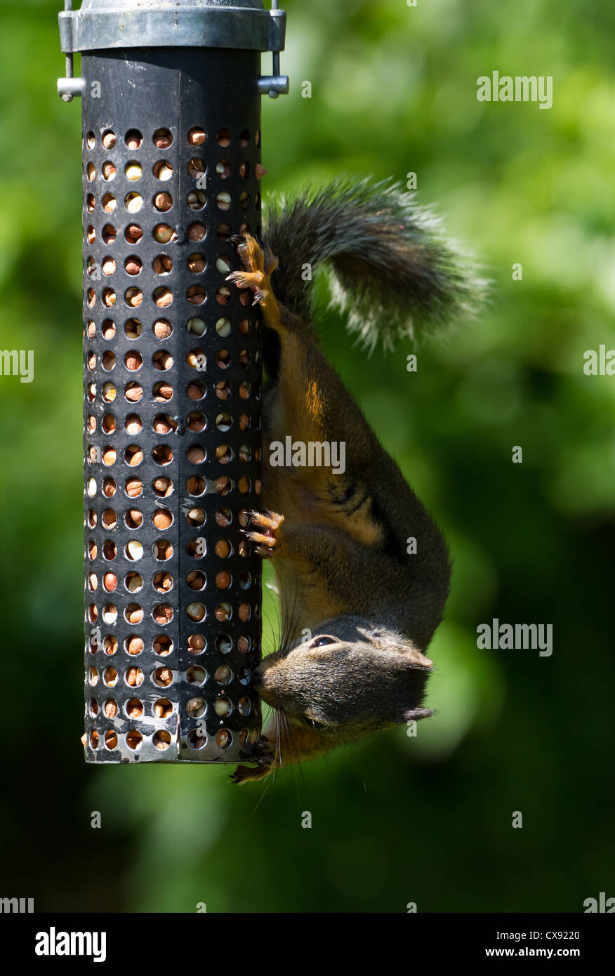 L'écureuil roux et la mangeoire pour oiseaux close up Banque D'Images