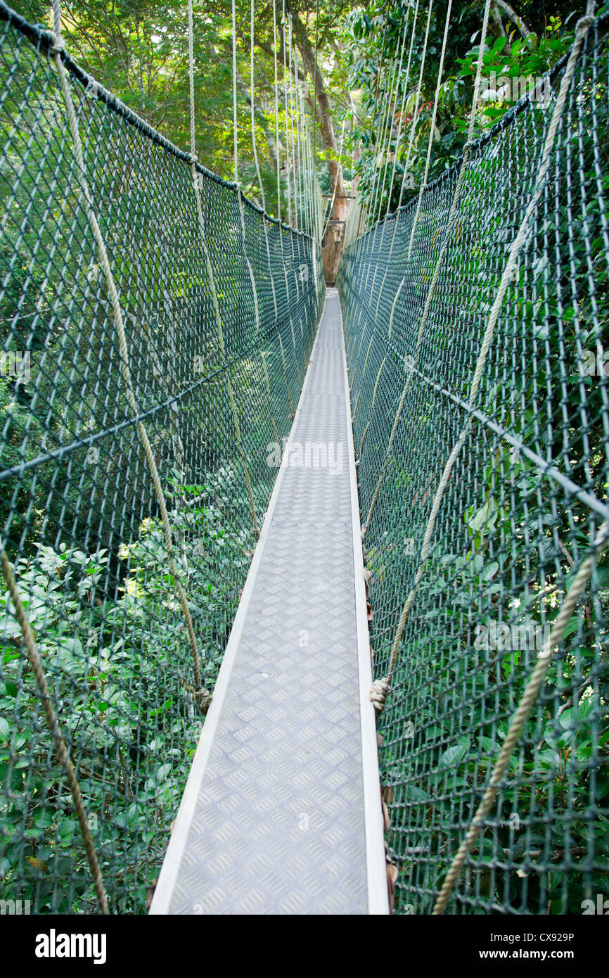 Canopy Walkway Parc national de Taman Negara, dans le centre de la Malaisie Banque D'Images
