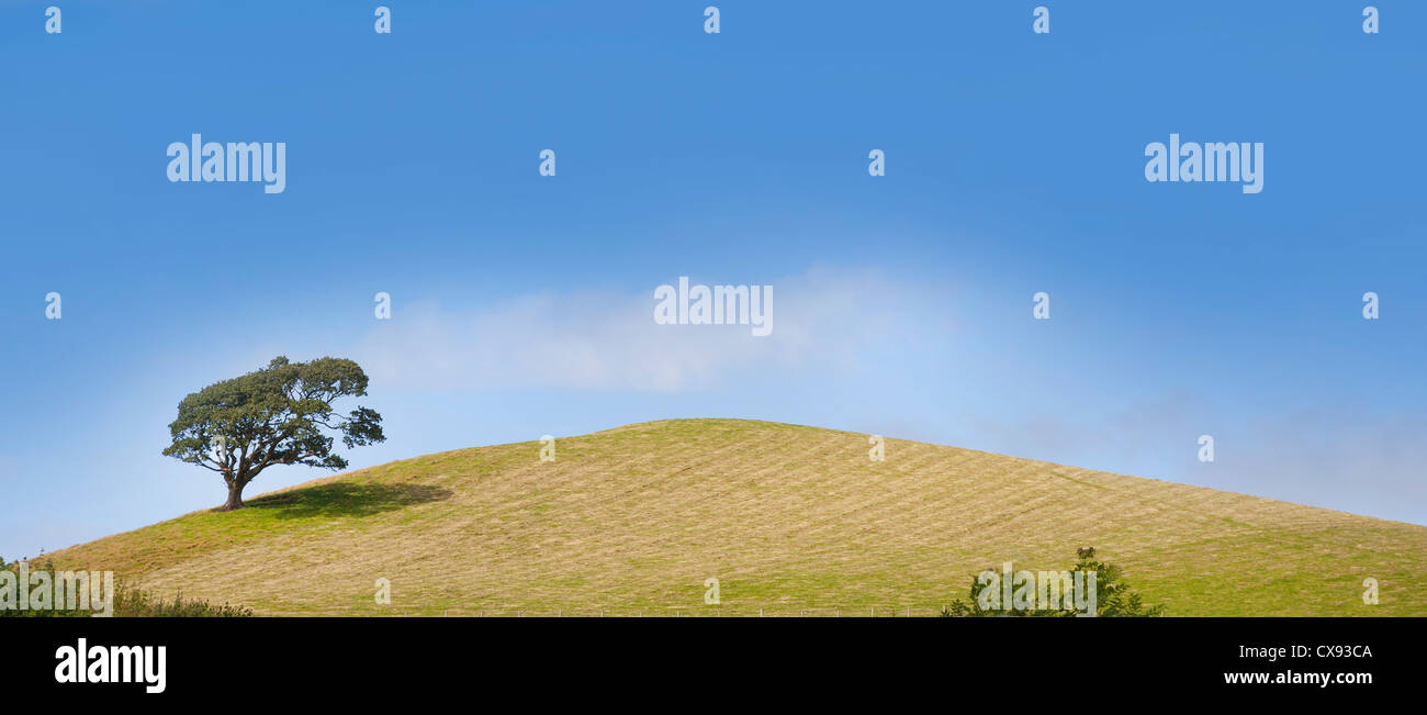 Arbre isolé sur une colline herbeuse, ciel bleu, belle journée ensoleillée Banque D'Images