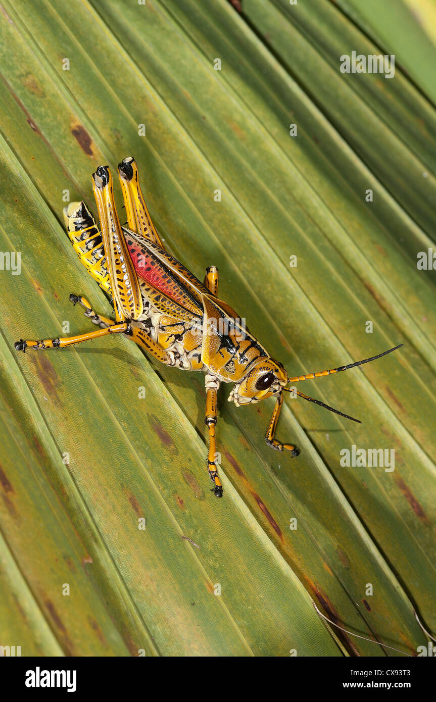 La Géorgie orientale Lubber Grasshopper, Thumper, Romalea microptera Banque D'Images