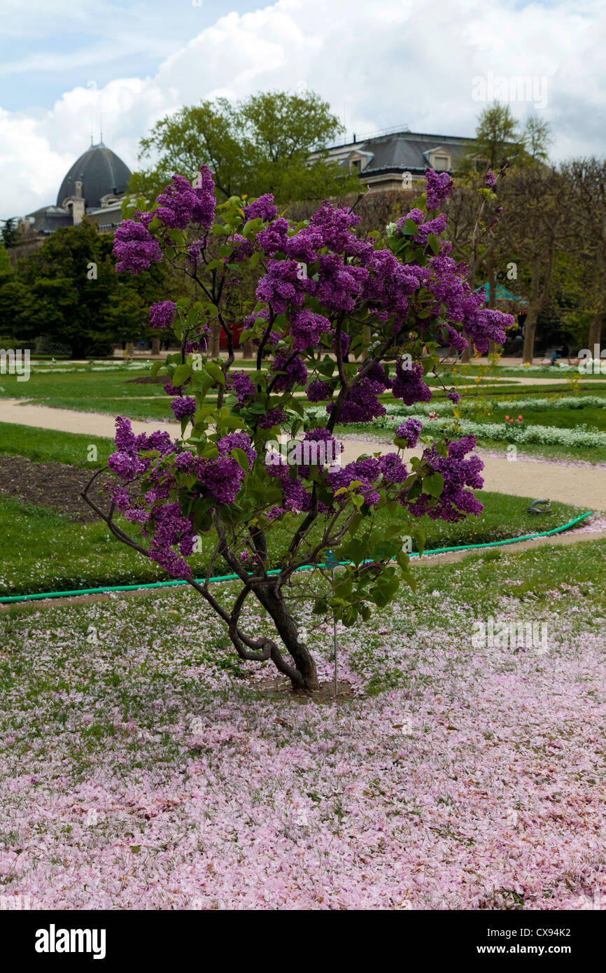 Arbre en fleur lilas avec un tapis de pétales de fleur dans le Jardin des Plantes, Paris, France Banque D'Images