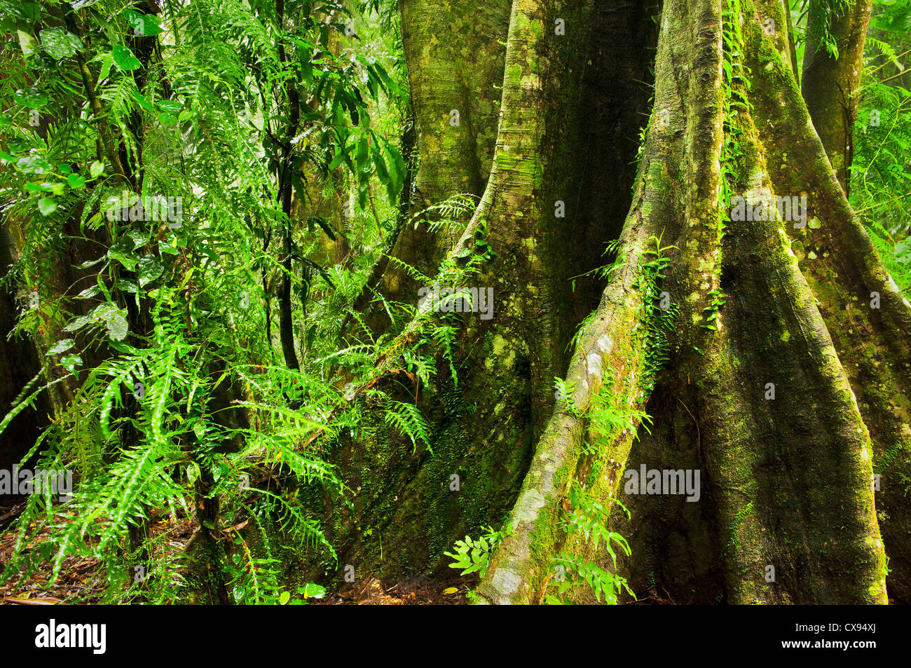 Racine géante d'un ancien arbre de la forêt tropicale dans le parc national de Dorrigo. Banque D'Images