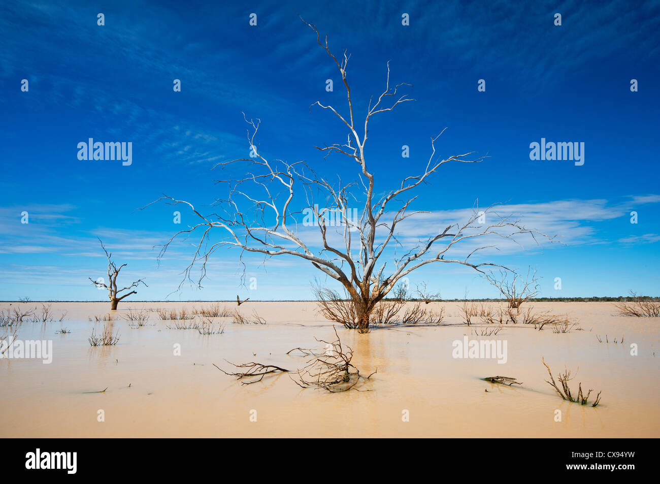 Arbres morts dans le lac inondé Pinaroo. Banque D'Images