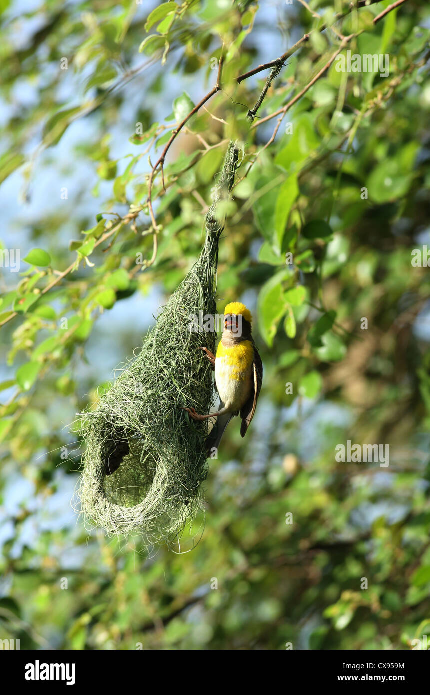 Baya Weaver Ploceus philippinus mâle - Andhra Pradesh - Inde du Sud Banque D'Images