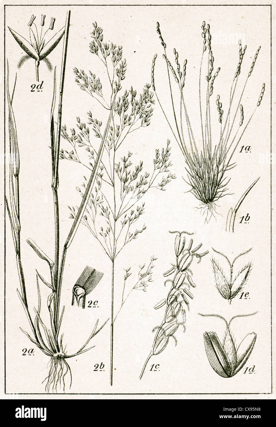 - Agrostis vulgaris Mibora verna Banque D'Images