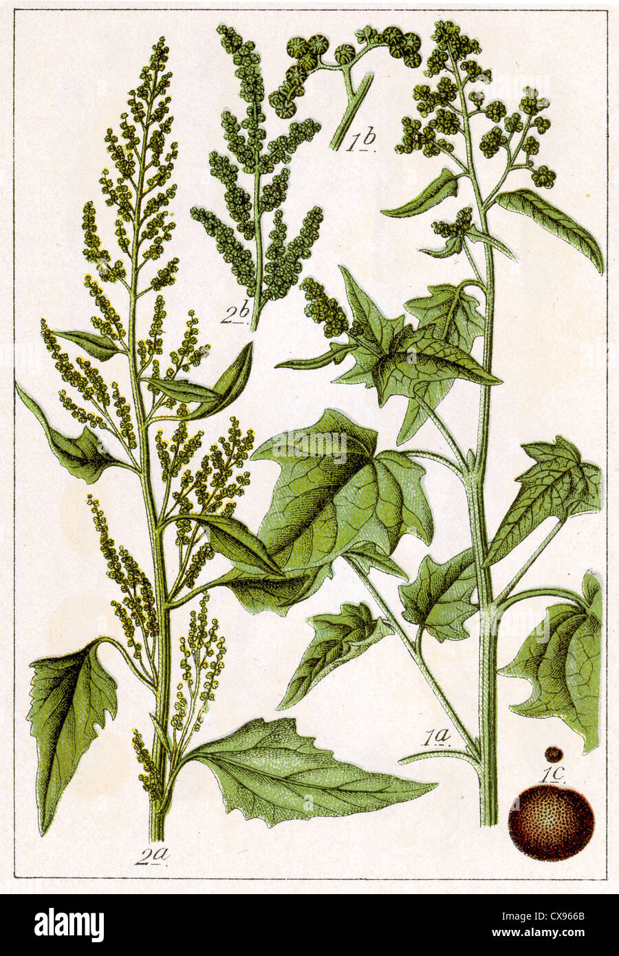 Chenopodium Chenopodium urbicum - stramonifolium Banque D'Images