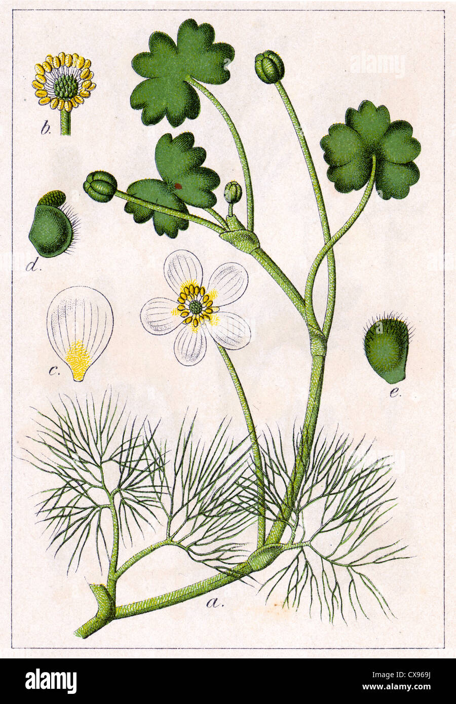 Ranunculus peltatus hybridus Banque D'Images