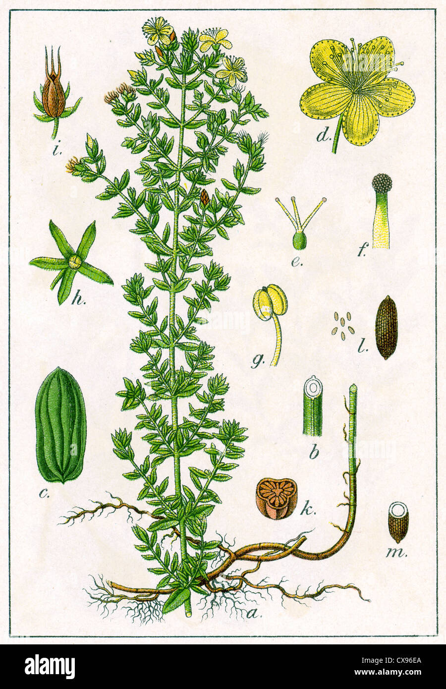 Hypericum perforatum Banque D'Images