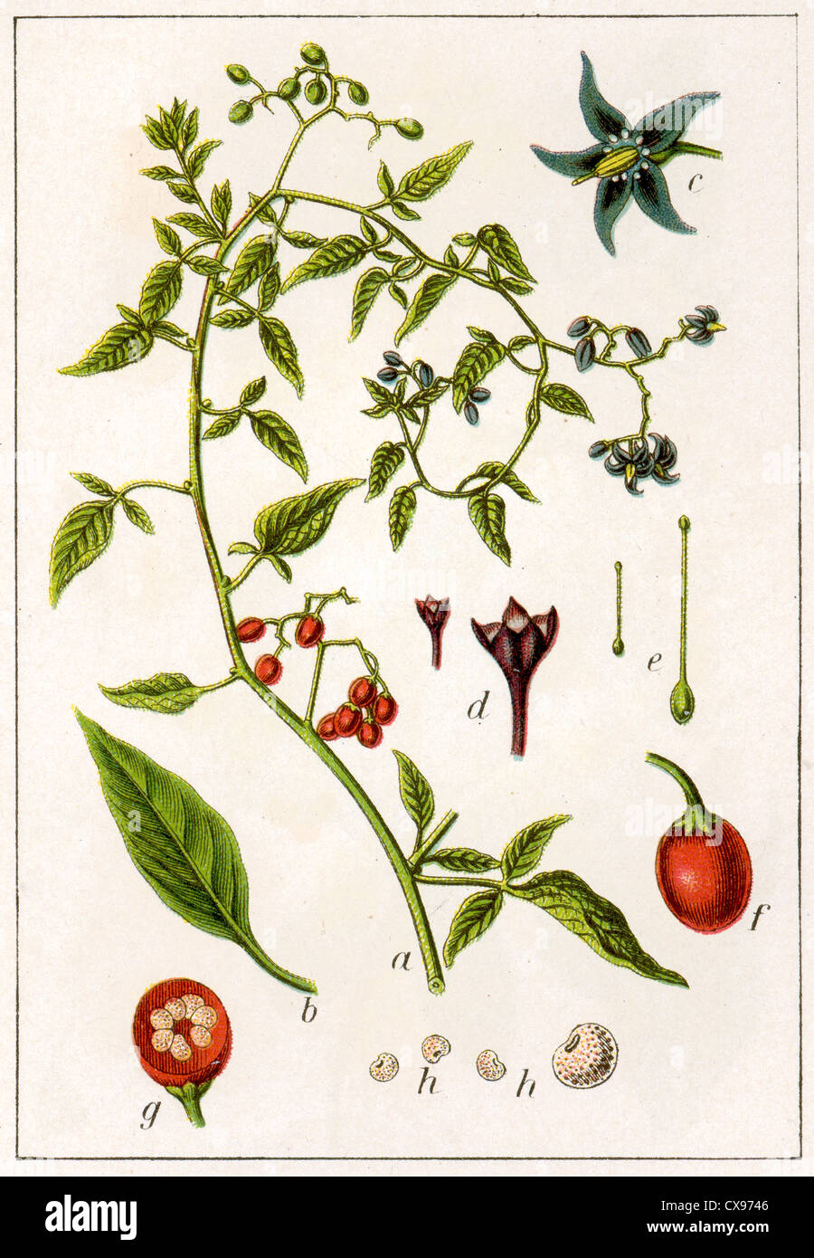 Solanum dulcamara Banque D'Images