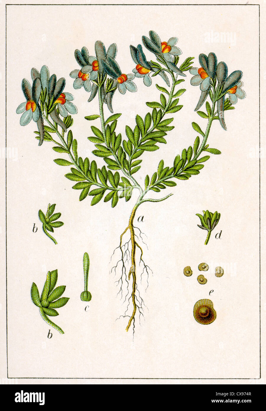 Antirrhinum alpinum Banque D'Images