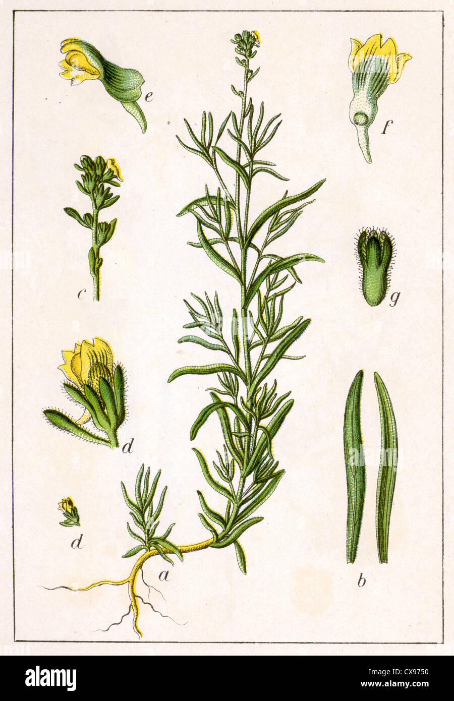 Antirrhinum simplex Banque D'Images