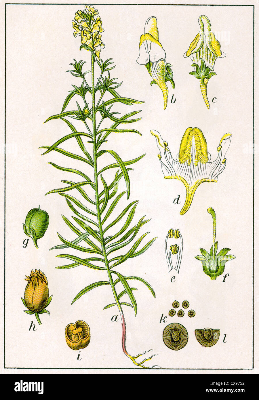 Antirrhinum linaria Banque D'Images