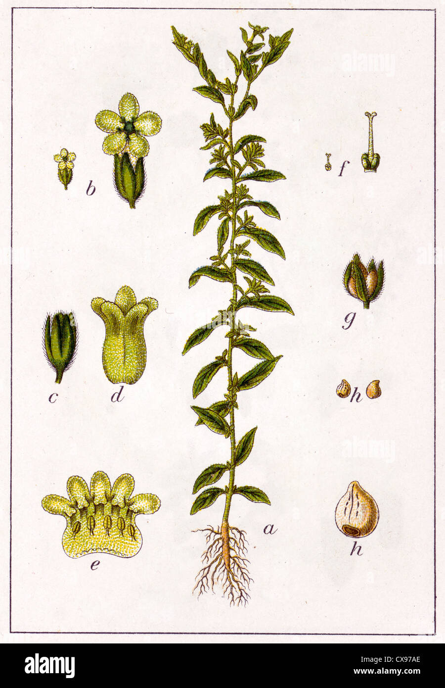 Lithospermum officinale Banque D'Images