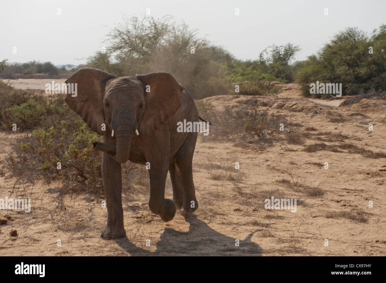 Désert africain éléphant dans le Damaraland, Namibie Banque D'Images