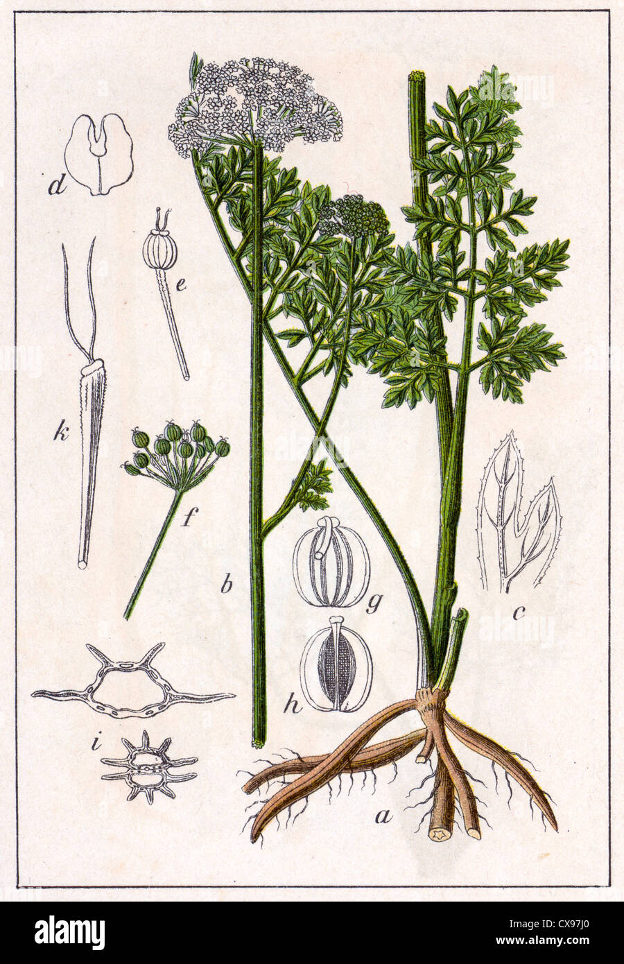 Selinum carvifolia Banque D'Images