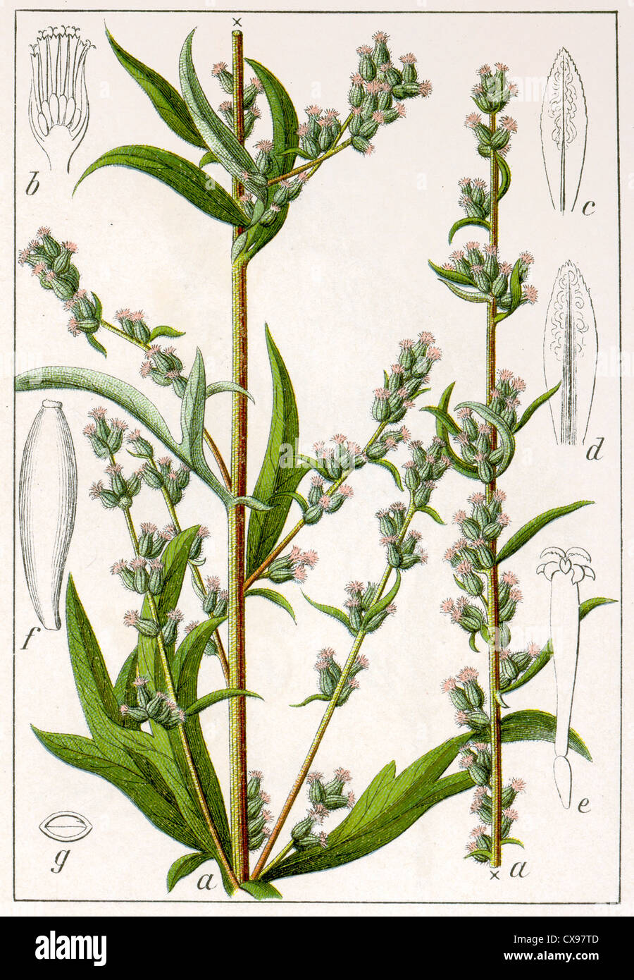 Artemisia vulgaris Banque D'Images