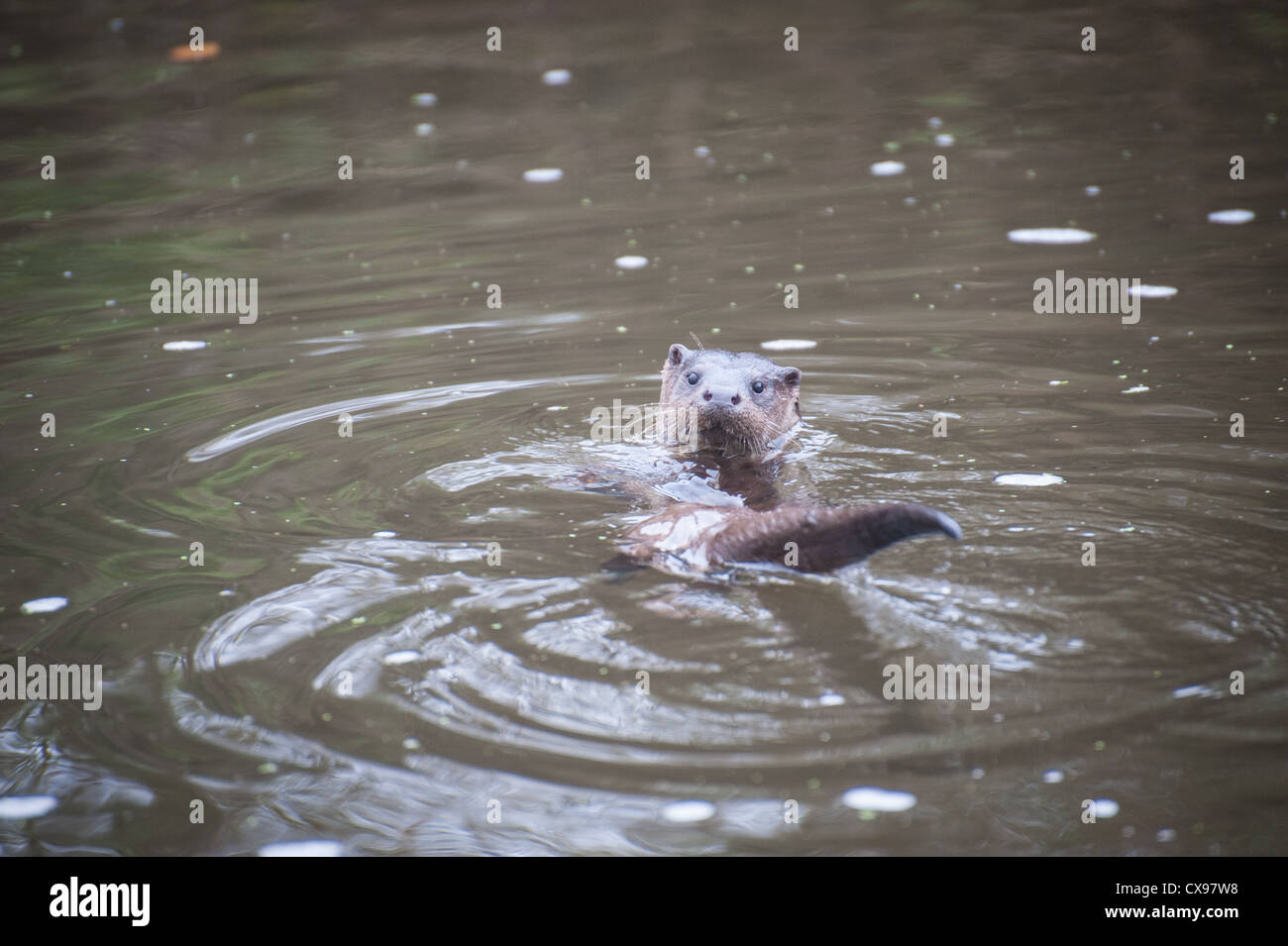 Otter sur la rivière Stour, Blandford, Dorset Banque D'Images