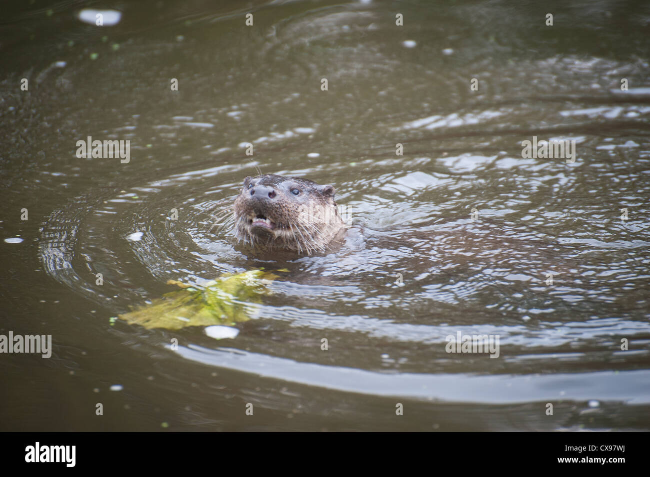 Otter sur la rivière Stour, Blandford, Dorset Banque D'Images