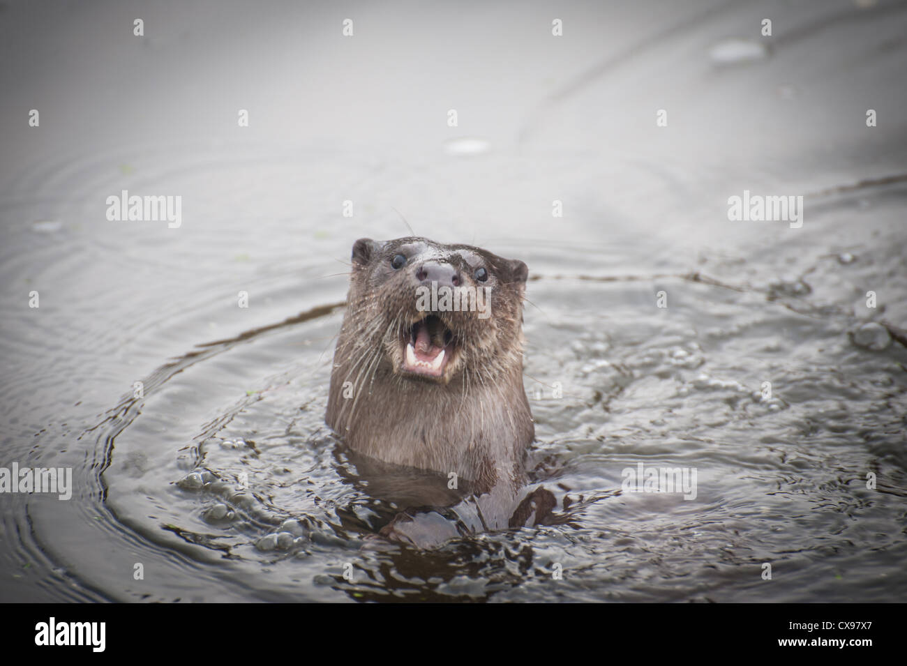 Otter sur la rivière Stour, Blandford, Dorset Banque D'Images