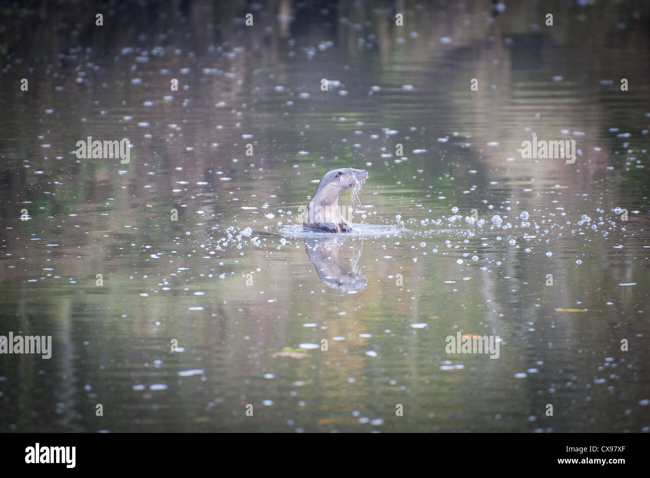 Otter sur la rivière Stour, Blandford, Dorset Banque D'Images