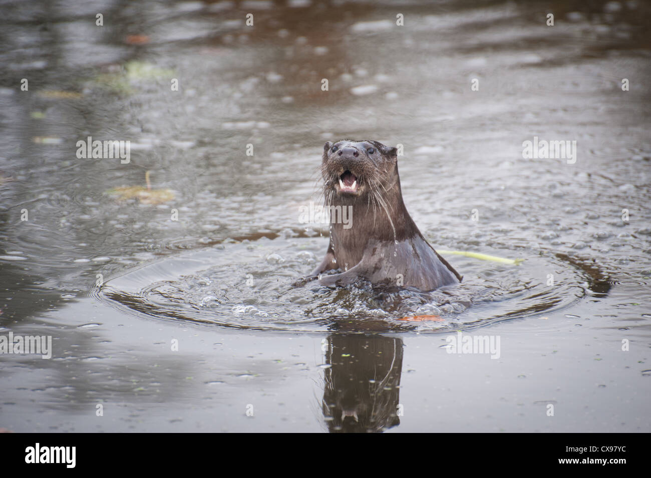 Otter sur la rivière Stour, Blandford, Dorset Banque D'Images