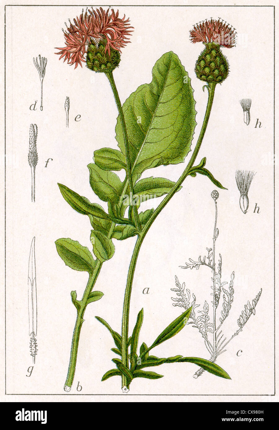 Centaurea scabiosa Banque D'Images