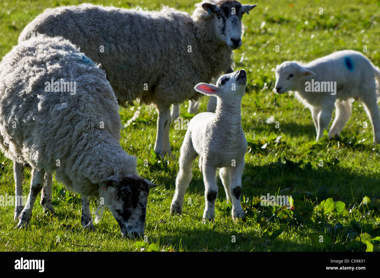 Composition horizontale. Deux moutons et deux agneaux close-up dans un champ vert. Banque D'Images