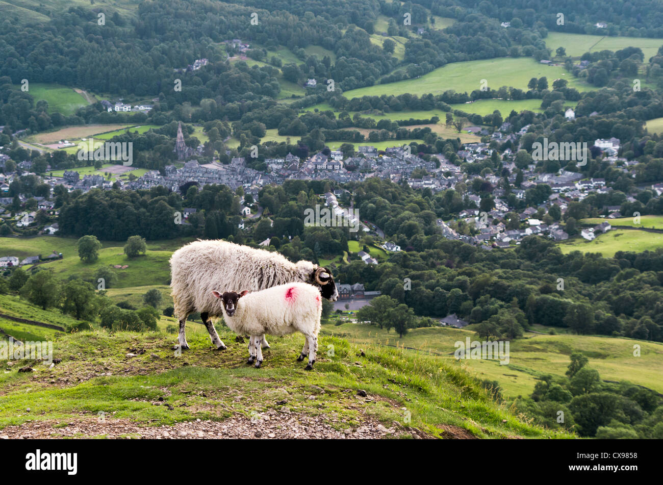 Composition horizontale. Mère-moutons et un agneau sur une colline avec vue sur village Ambleside. Banque D'Images