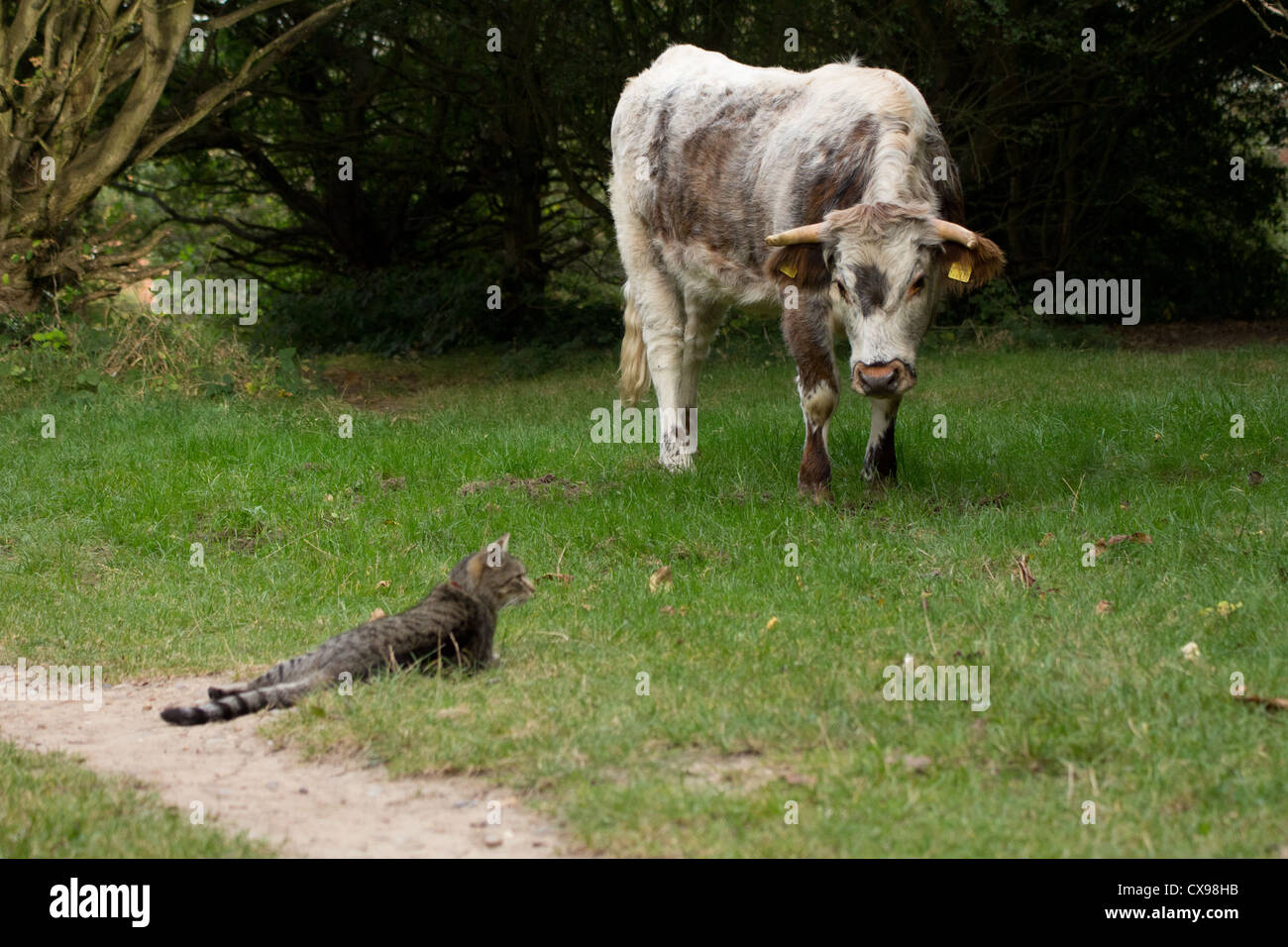 Un jeune Anglais Vache Longhorn avec prudence s'approche d'un chat. Banque D'Images