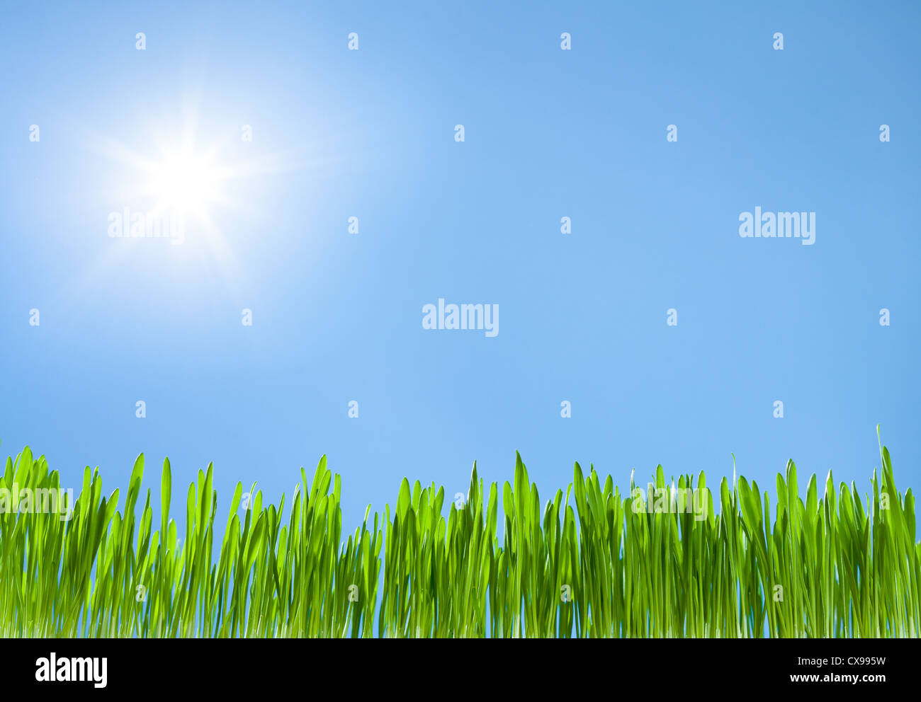 La croissance de l'herbe sur le bleu ciel avec Sun Banque D'Images