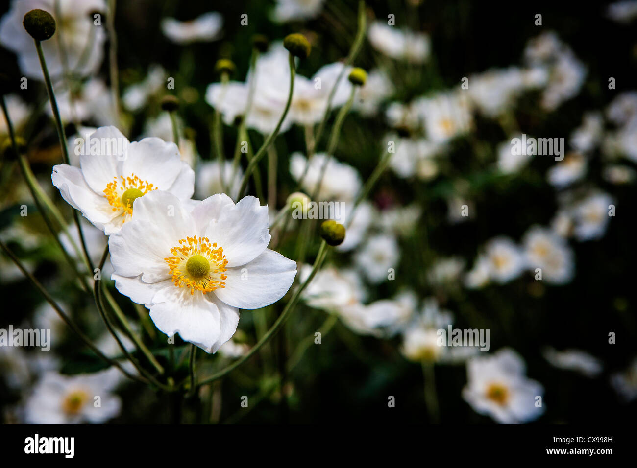Fleurs blanc Anémone japonaise avec une multitude d'autres problèmes de mise au point derrière eux Banque D'Images
