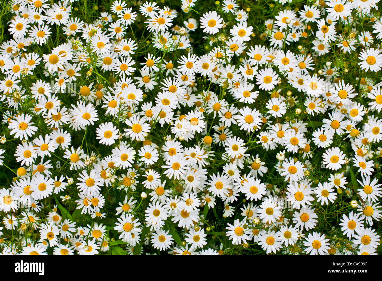 Camomille ou la grande marguerite top meadow view background Banque D'Images