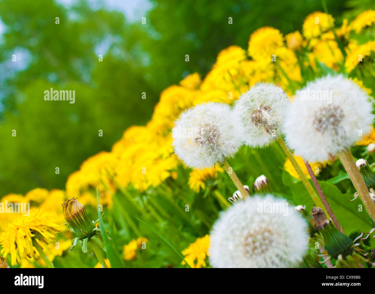 Le pissenlit meadow background Banque D'Images