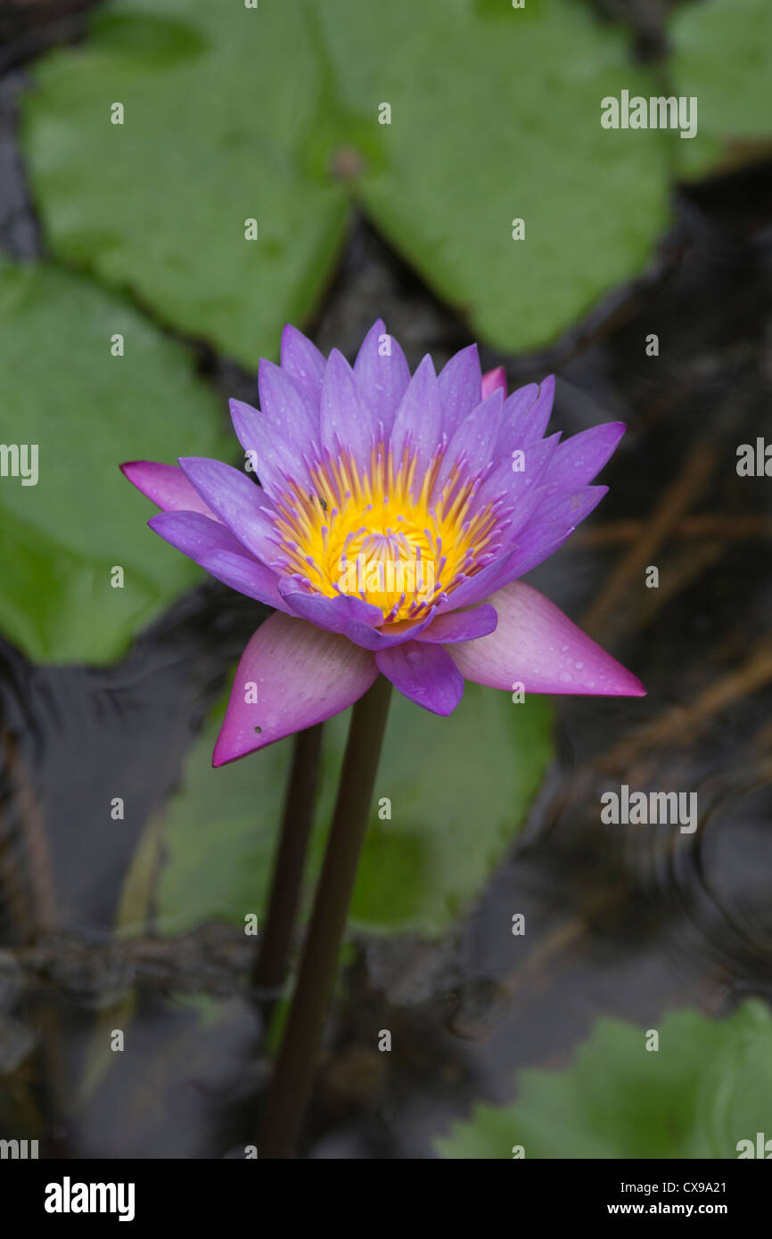 Nénuphar, lotus bleu ou blue star, Nymphaea stellata, la fleur nationale du Sri Lanka Banque D'Images