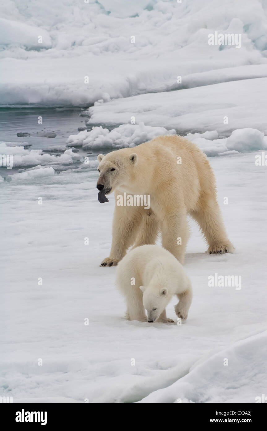 Femme ours polaire (Ursus maritimus) avec cub, archipel du Svalbard, mer de Barents, Norvège Banque D'Images